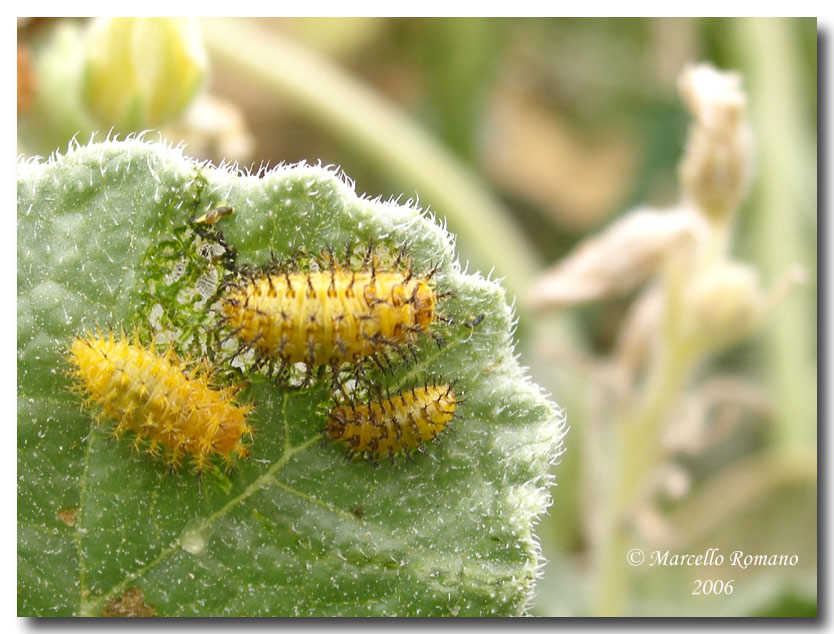 La coccinella del cocomero asinino: Henosepilachna elaterii